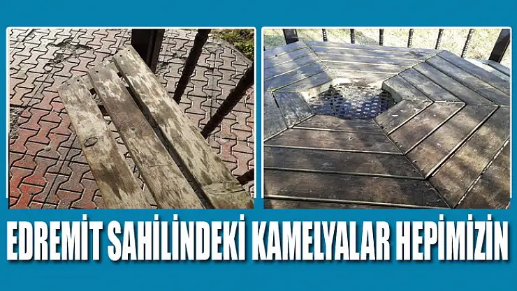 Edremit sahilindeki kamelyalar hepimizin