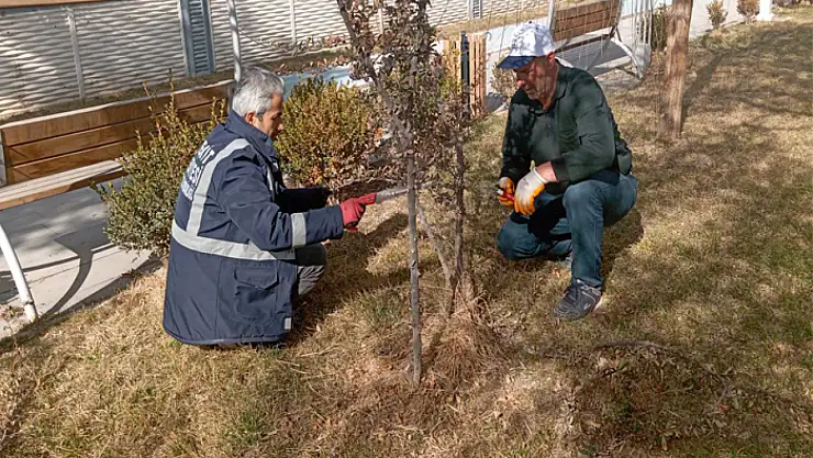 Edremit'te ağaç budama çalışmaları başladı