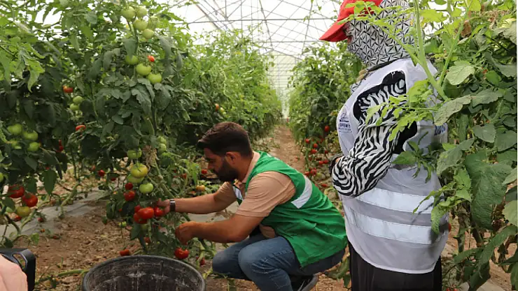 Edremit'te sebzelerin ilk hasadı yapıldı