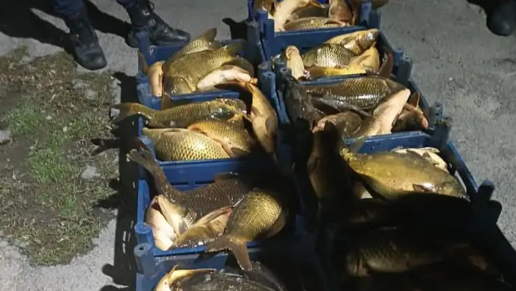 Elazığ'da kaçak avlanılan 210 kilo balık ele geçirildi