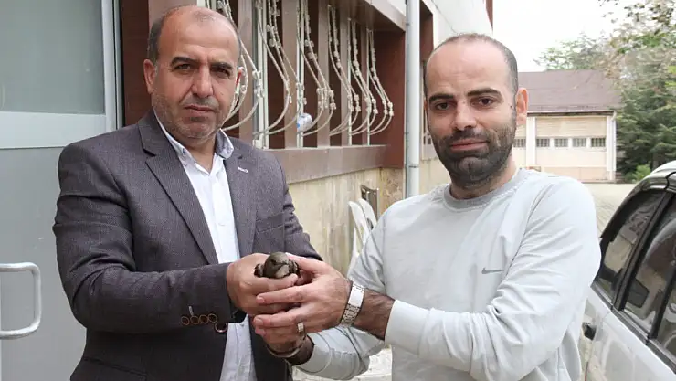 Elazığ'da vatandaşın bulduğu ebabil kuşu, koruma altına alındı