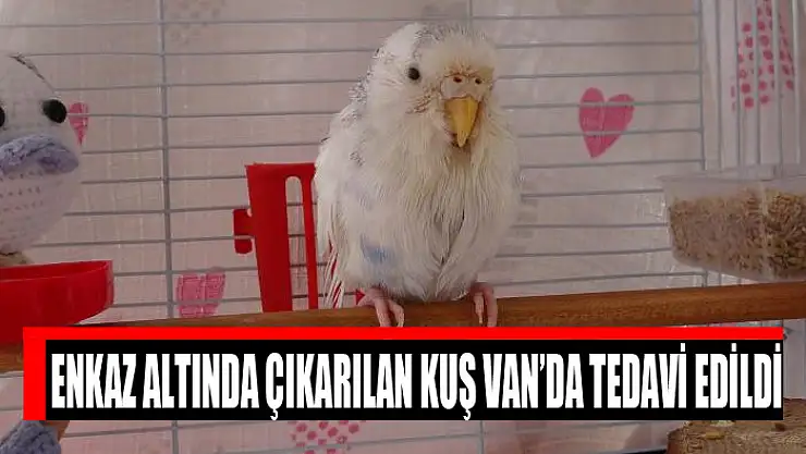 Enkaz altında çıkarılan kuş Van'da tedavi edildi