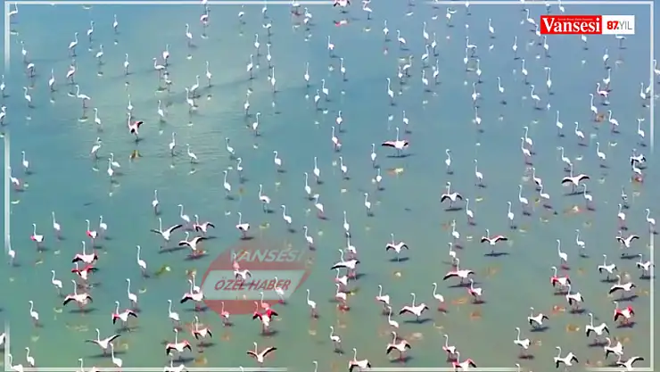Erçek Gölü binlerce Flamingo'ya ev sahipliği yapmaya devam ediyor