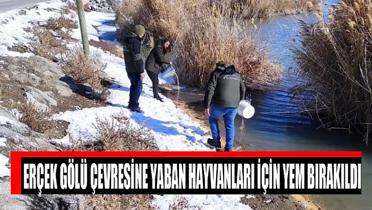 Erçek Gölü çevresine yaban hayvanları için yem bırakıldı