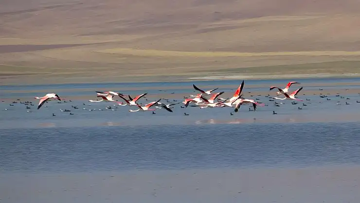 Erçek Gölü kıyısında Flamingoların görsel şöleni