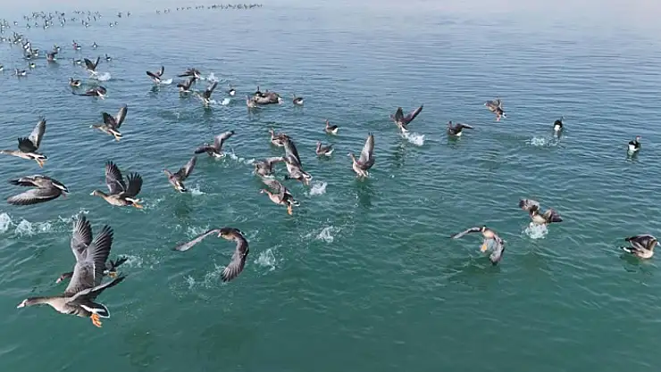 Erçek Gölü'nün misafirleri havadan görüntülendi