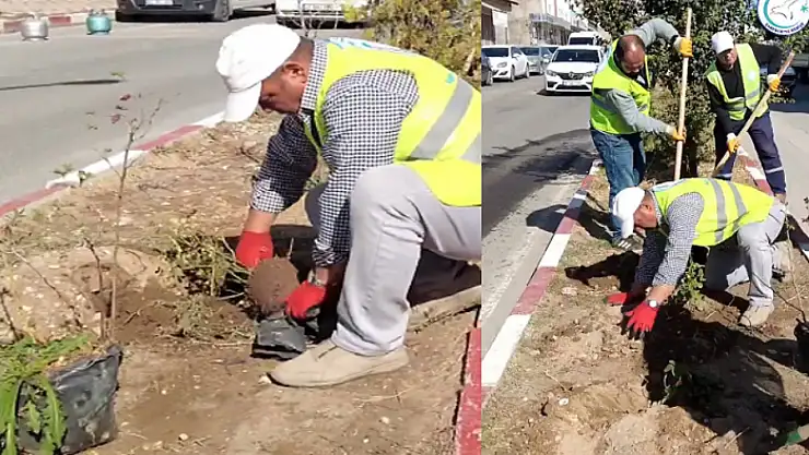 Erciş'te orta refüjlere gül dikimi