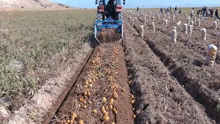 Erciş'te patates hasadı başladı