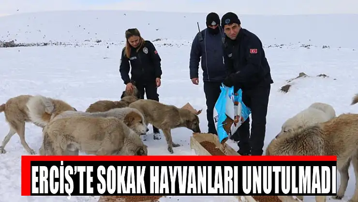 Erciş'te sokak hayvanları unutulmadı