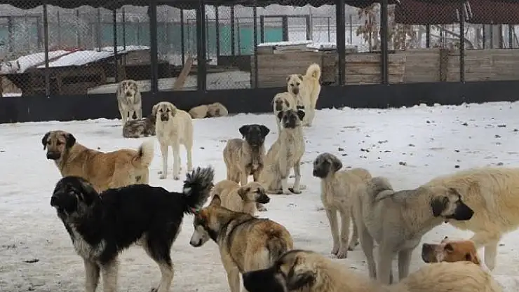 Erzincan'da köpek katliamı iddiası