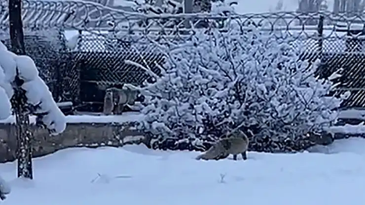 Erzurum'da aç kalan tilkiler kent merkezine indi