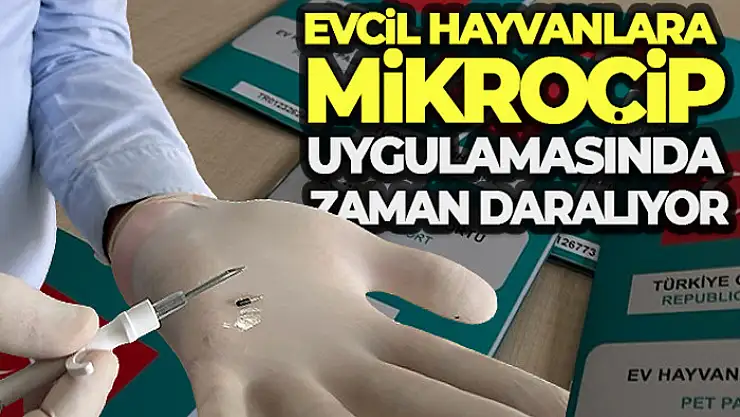 Evcil hayvanlara mikroçip uygulamasında zaman daralıyor