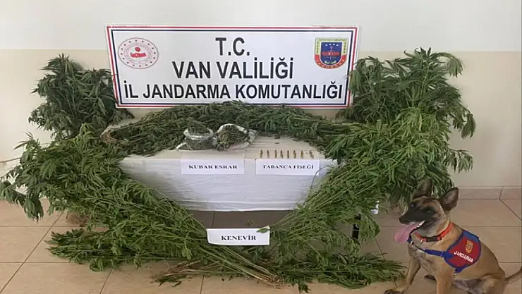 Evin çatısına kenevir ekti