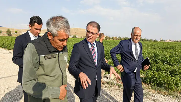Fidanlar hızla büyüyor 