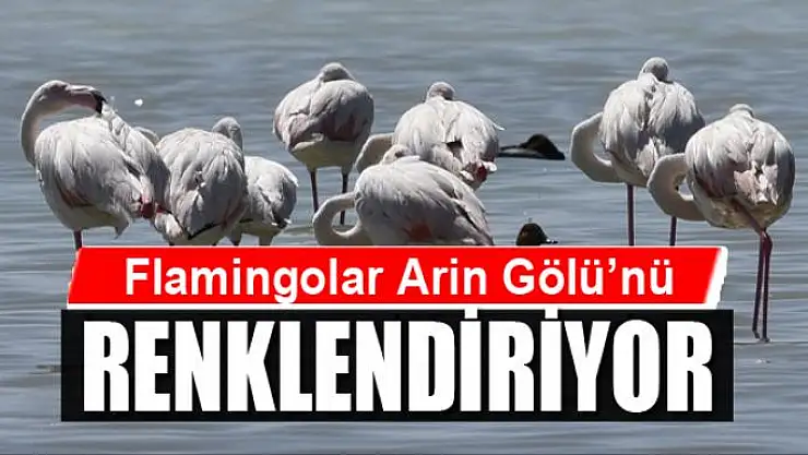 Flamingolar Arin Gölü'nü renklendiriyor