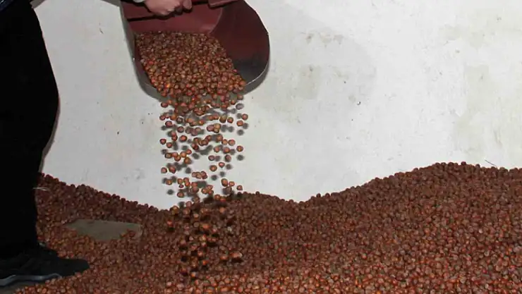 Fındıkta serbest piyasa düşüşte