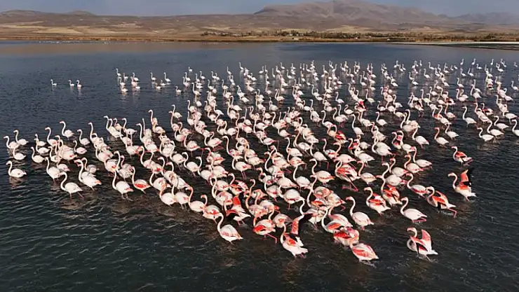 Flamingolar, Erçek Gölü'ndeki konaklama süresini uzattı