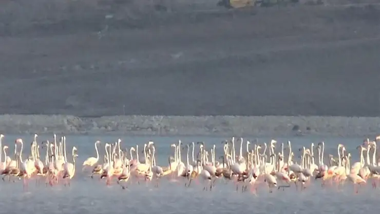 Flamingolar Van'da