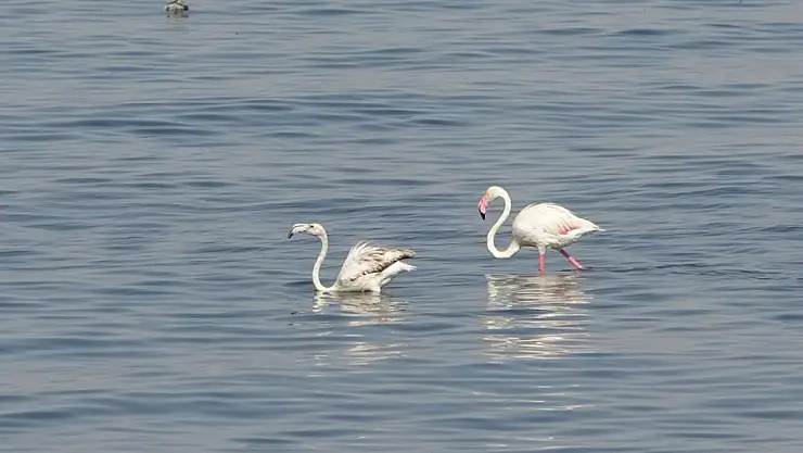 Flamingoların yeni durağı İskele sahili oldu