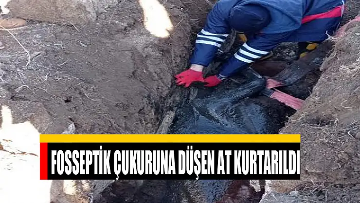 Fosseptik çukuruna düşen at kurtarıldı
