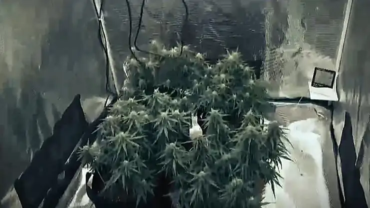 Gardırobu açtılar sera çıktı: 2 gözaltı