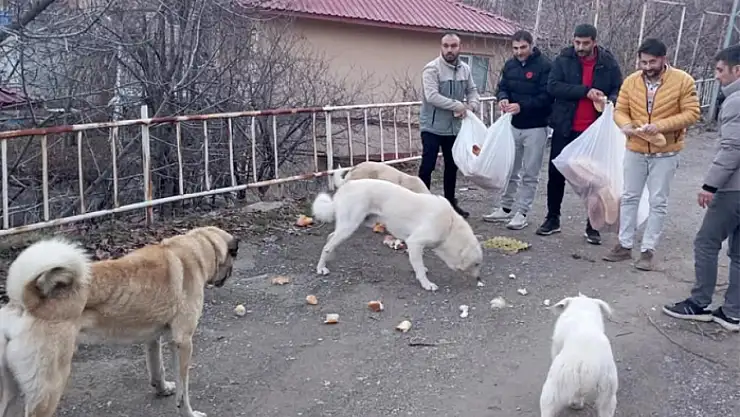 Gençlerden sokak hayvanları için seferberlik