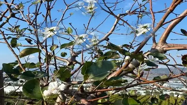 Gevaş'ta armut ağacı Aralık ayında çiçek açtı