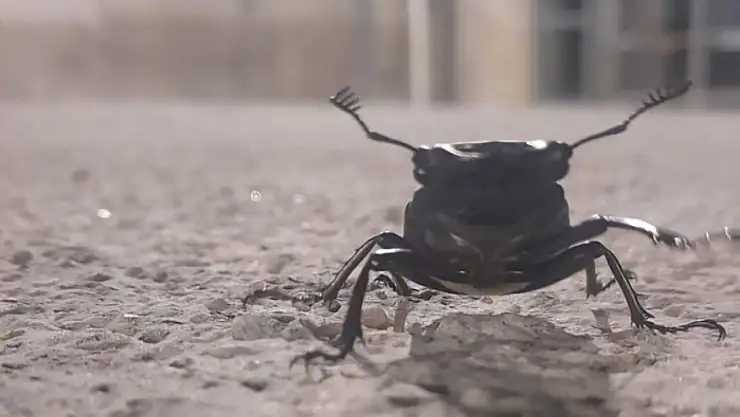 Geyik böceğine zarar vermenin cezası 557 bin TL