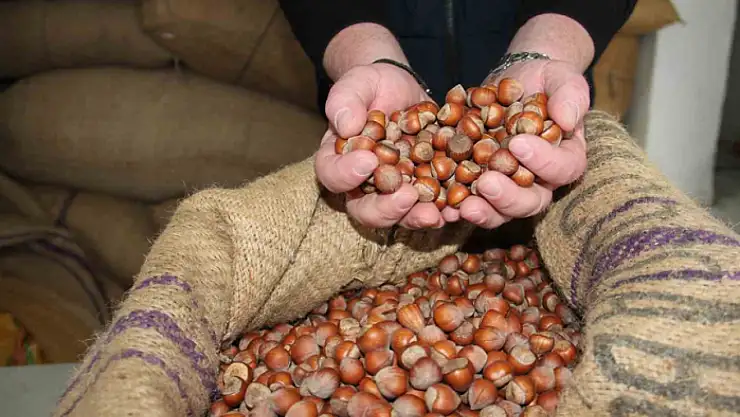 Giresun'da fındık fiyatları haftayı 315 liradan kapattı