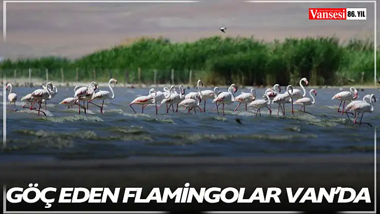 Göç eden Flamingolar Van'da