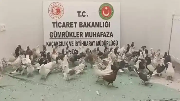 Gürbulak Sınır Kapısı'nda tırda 85 adet Cancan cinsi güvercin ele geçirildi