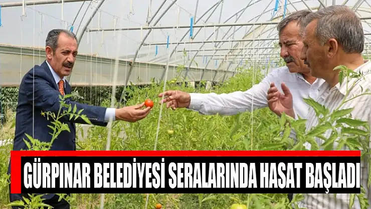 Gürpınar Belediyesi seralarında hasat başladı