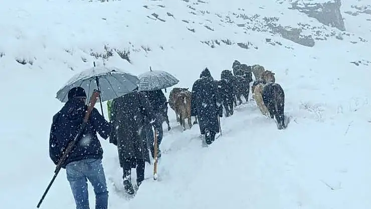 Hakkari'de dağda mahsur kalan sürü kurtarıldı