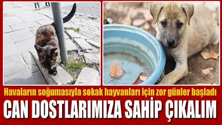 Havaların soğumasıyla sokak hayvanları için zor günler başladı