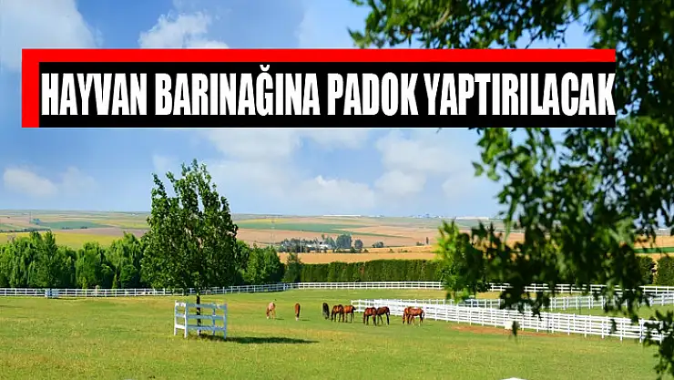 Hayvan barınağına padok yaptırılacak