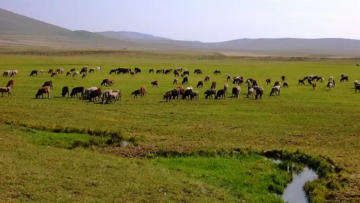 Hayvan otlatma kavgası: 10 yaralı