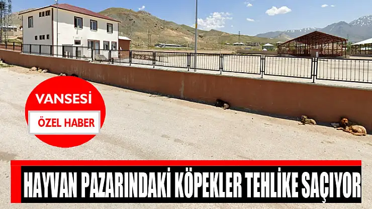 Hayvan pazarındaki köpekler tehlike saçıyor