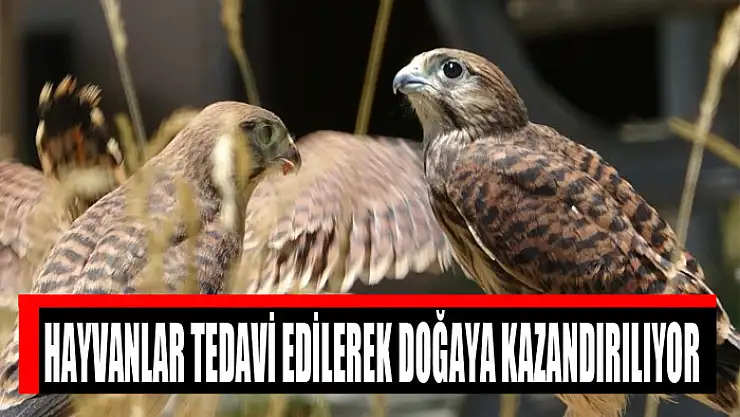 Hayvanlar tedavi edilerek doğaya kazandırılıyor