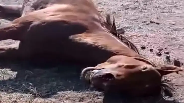 Husumetlisinin atını tabancayla vurdu