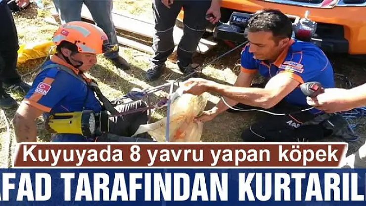 Kuyuya düştükten sora burada 8 yavru yapan köpek, Afad tarafından kurtarıldı