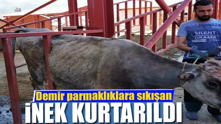 Demir parmaklıklara sıkışan inek kurtarıldı