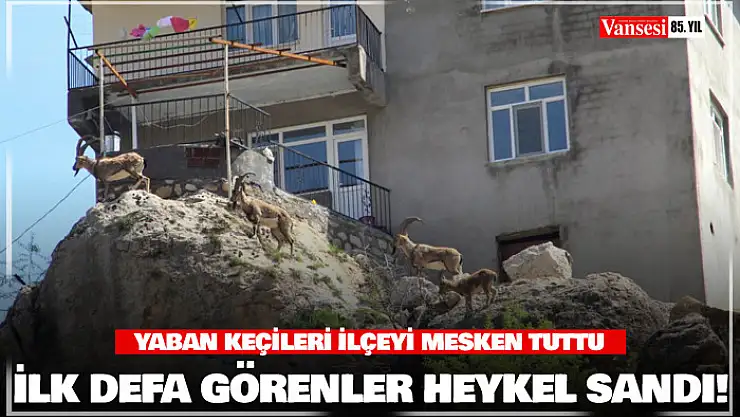 İlk defa görenler heykel sandı: Yaban keçileri ilçeyi mesken tuttu