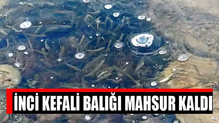 İnci kefali balığı mahsur kaldı