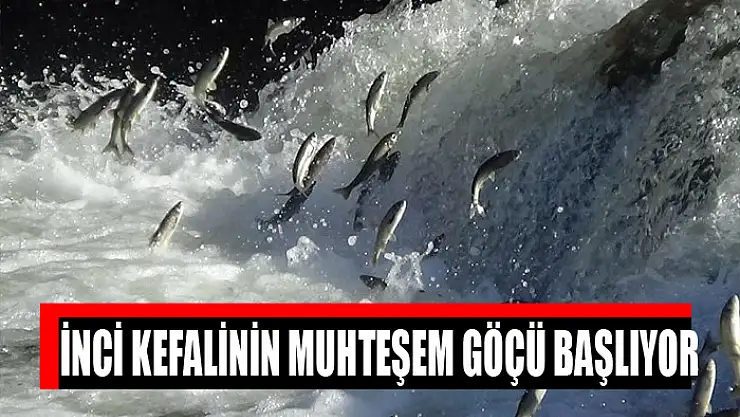İnci kefalinin muhteşem göçü başlıyor