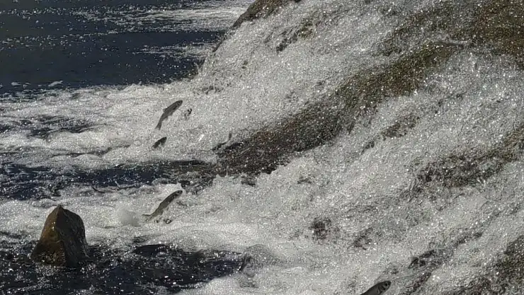 İnci kefalinin yumurta bırakmak için 23 kilometrelik serüveni