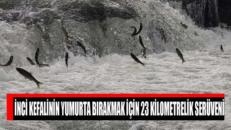 İnci kefalinin yumurta bırakmak için 23 kilometrelik serüveni