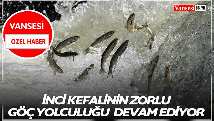 İnci Kefalinin zorlu göçü devam ediyor