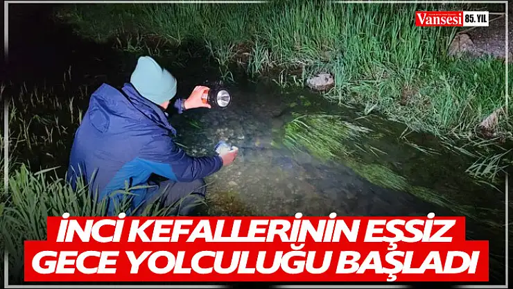 İnci kefallerinin eşsiz gece yolculuğu başladı