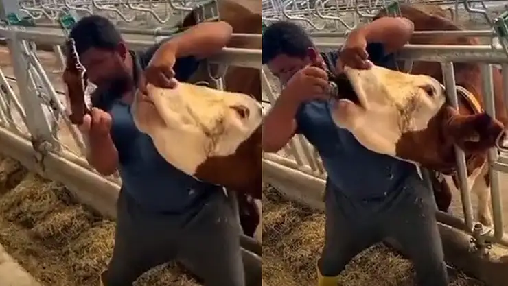 İneğe içki şişesinde sıvı veren şahıs yakalandı