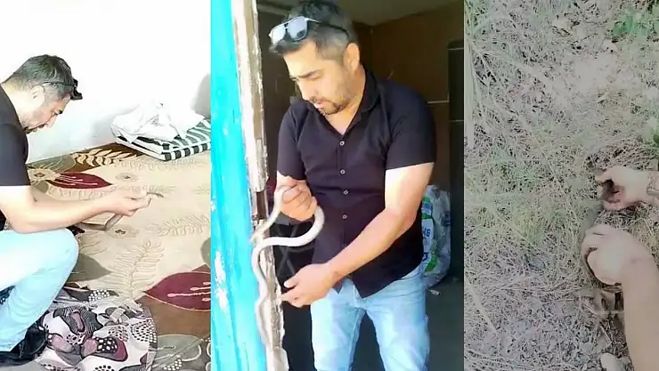 İnsanlar korkularından konteynere giremezken o elleriyle 1 metrelik yılanı yakaladı